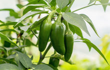 Load image into Gallery viewer, Pepper, Early Jalapeno