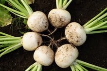 Load image into Gallery viewer, Turnip, Shogoin