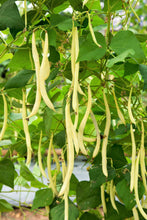Load image into Gallery viewer, Bean, Wax