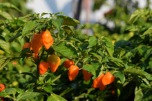 Load image into Gallery viewer, Pepper, Habanero Orange