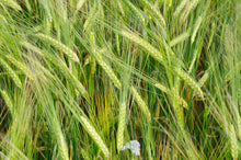 Load image into Gallery viewer, Barley, Common