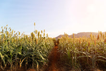 Load image into Gallery viewer, Sorghum, Honey Drip