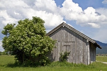 Load image into Gallery viewer, Elderberry, American
