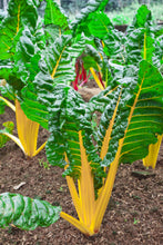 Load image into Gallery viewer, Swiss Chard,  Canary