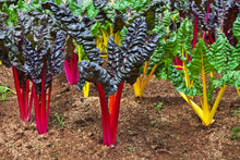 Load image into Gallery viewer, Swiss Chard, Northern Lights
