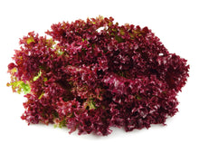 Load image into Gallery viewer, Lettuce, Leaf Red Salad Bowl