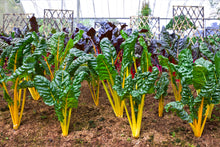 Load image into Gallery viewer, Swiss Chard,  Canary