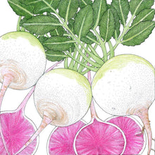 Load image into Gallery viewer, Watermelon Radish - Organic