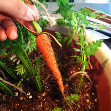 Load image into Gallery viewer, Carrot, Little Finger - Organic