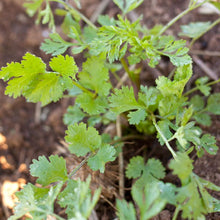 Load image into Gallery viewer, Cilantro - Organic