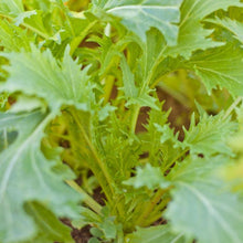 Load image into Gallery viewer, Greens, Mesclun Spicy Mix - Organic