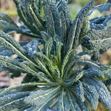 Load image into Gallery viewer, Kale, Lacinato - Organic