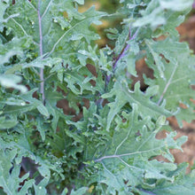 Load image into Gallery viewer, Kale, Red Russian - Organic