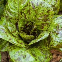 Load image into Gallery viewer, Greens, Mesclun Spicy Mix - Organic