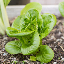 Load image into Gallery viewer, Greens, Mesclun Spicy Mix - Organic