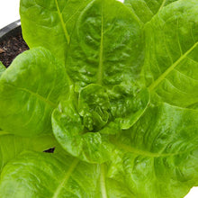 Load image into Gallery viewer, Lettuce, Buttercrunch - Organic