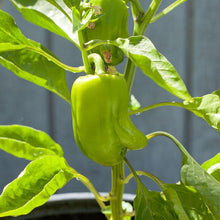 Load image into Gallery viewer, Pepper, Cal Wonder Sweet - Organic
