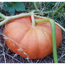 Load image into Gallery viewer, Pumpkin, Cinderella - Organic