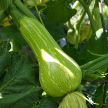 Load image into Gallery viewer, Winter Squash, Butternut - Organic