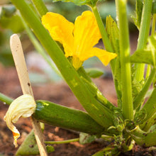 Load image into Gallery viewer, Summer Squash, Zucchini - Organic