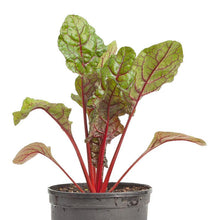 Load image into Gallery viewer, Chard, Red Ruby - Organic