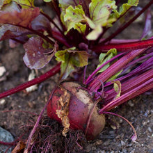 Load image into Gallery viewer, Beet, Bull's Blood - Organic