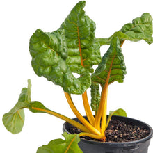 Load image into Gallery viewer, Chard,  Five Color Silverbeet - Organic