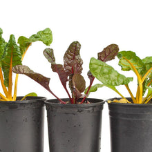 Load image into Gallery viewer, Chard,  Five Color Silverbeet - Organic