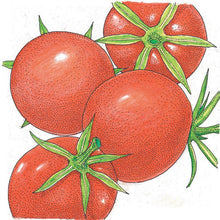 Load image into Gallery viewer, Tomato, Burbank - Organic
