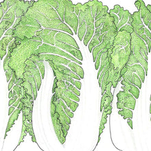 Load image into Gallery viewer, Cabbage, Napa Bilko - Organic