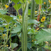 Load image into Gallery viewer, Cucumber, Striped - Organic
