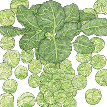 Load image into Gallery viewer, Brussels Sprouts, Darkmar 21 - Organic