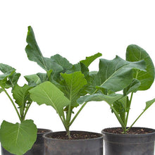 Load image into Gallery viewer, Collard Greens, Champion - Organic