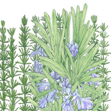 Load image into Gallery viewer, Rosemary - Organic