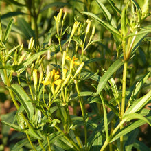Load image into Gallery viewer, Tarragon, Mexican - Organic
