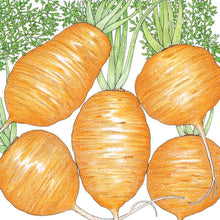 Load image into Gallery viewer, Carrot, Parisian - Organic