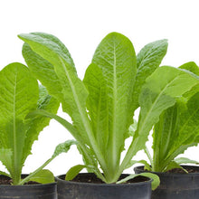 Load image into Gallery viewer, Lettuce, Jericho Romaine - Organic