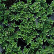 Load image into Gallery viewer, Oregano, Greek - Organic
