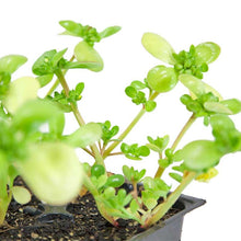 Load image into Gallery viewer, Purslane Greens - Organic