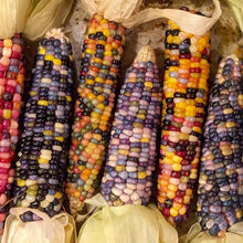 Load image into Gallery viewer, Corn, Glass Gem - Organic