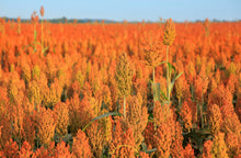 Load image into Gallery viewer, Sorghum. Rox Orange