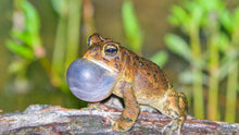 Load image into Gallery viewer, Southern Toad