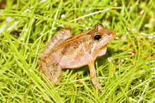 Load image into Gallery viewer, Southern Cricket Frogs