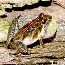 Load image into Gallery viewer, Southern Cricket Frogs