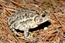 Load image into Gallery viewer, Southern Toad