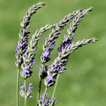 Load image into Gallery viewer, Lavender, Spike