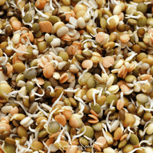 Load image into Gallery viewer, Crunchy Lentils Sprout Mix