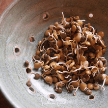 Load image into Gallery viewer, Crunchy Lentils Sprout Mix