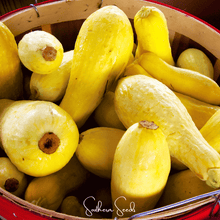 Load image into Gallery viewer, Summer Squash, Early Prolific Straightneck