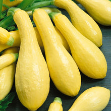 Load image into Gallery viewer, Summer Squash, Early Straightneck - Organic